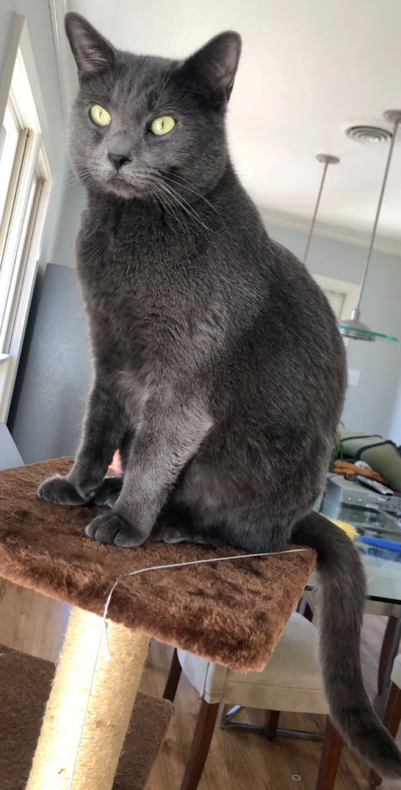 Lost cat in Little Rock, AR, 72223