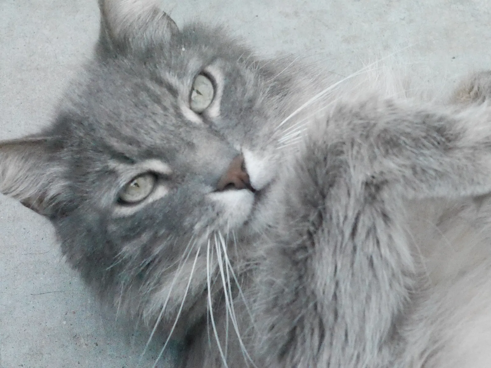 Lost cat in Rialto, CA, 92376