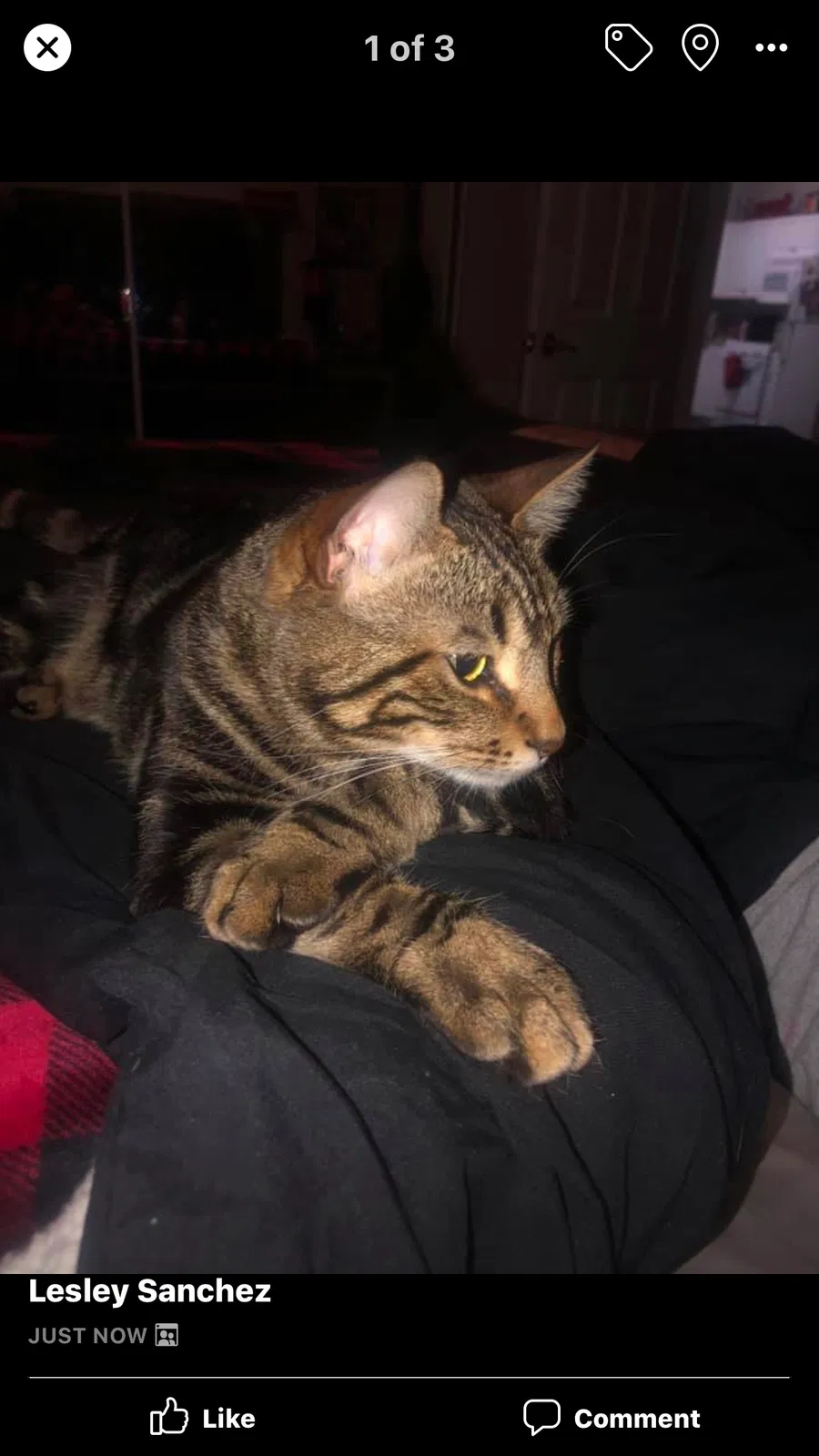 Lost cat in Wildomar, CA, 92595