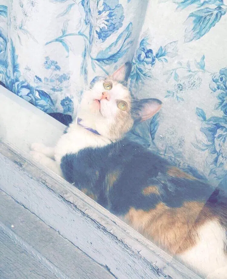 Lost cat in Strasburg, VA, 22657