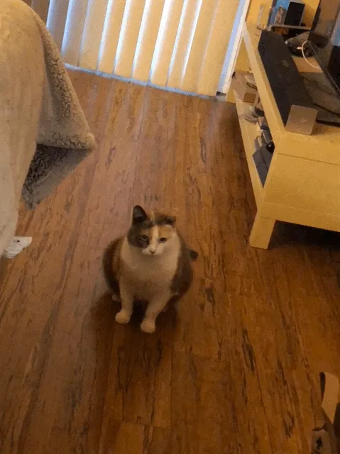 Lost cat in Oakland, CA, 94619