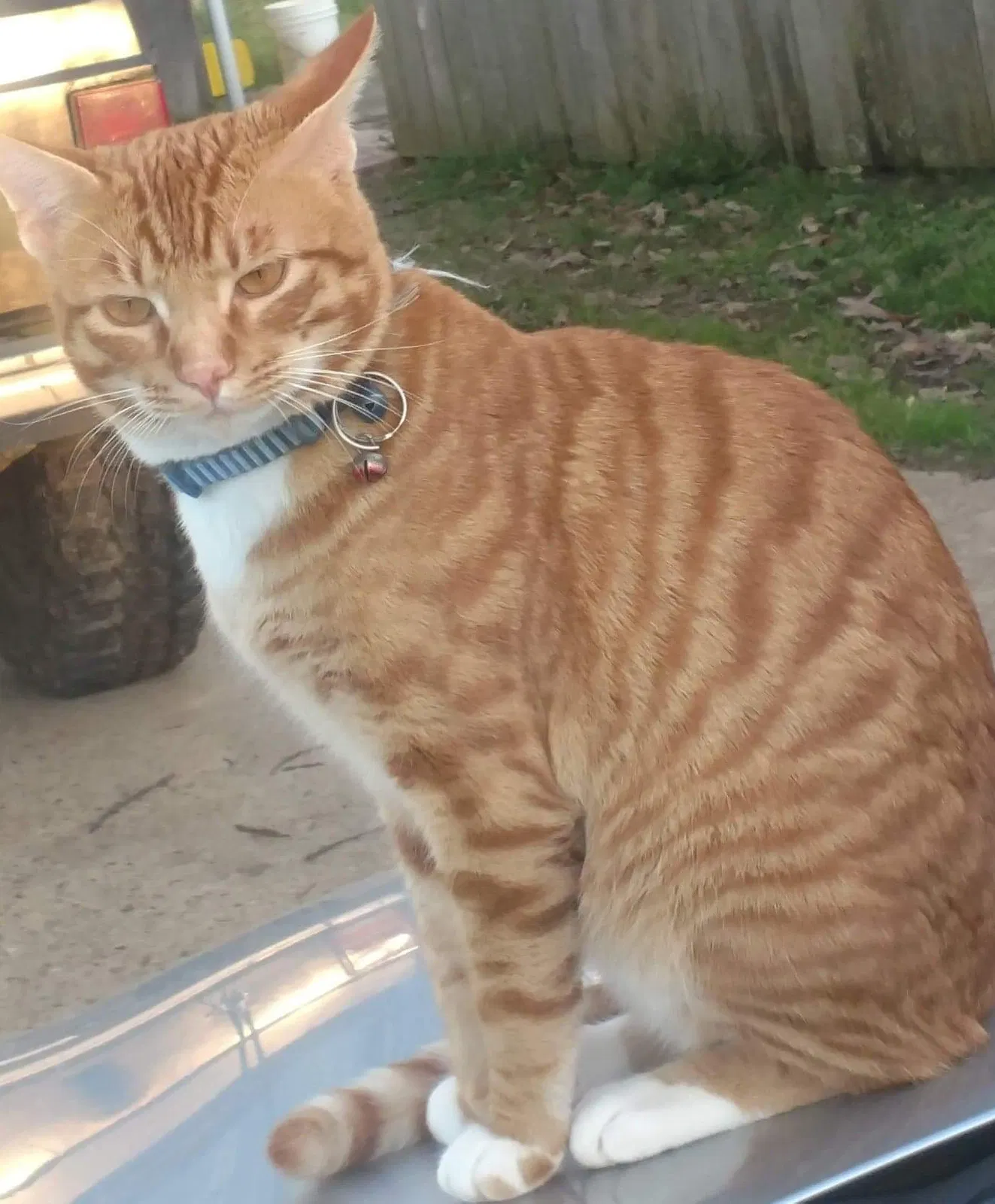 Lost cat in Farmerville, LA, 71241