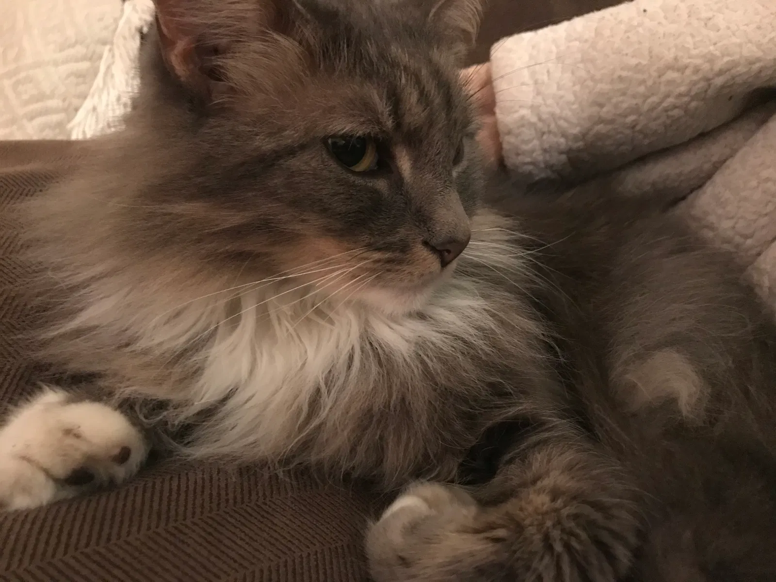 Lost cat in San Diego, CA, 92120