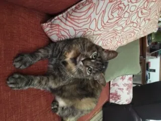 Lost cat in Henderson, NC, 27537