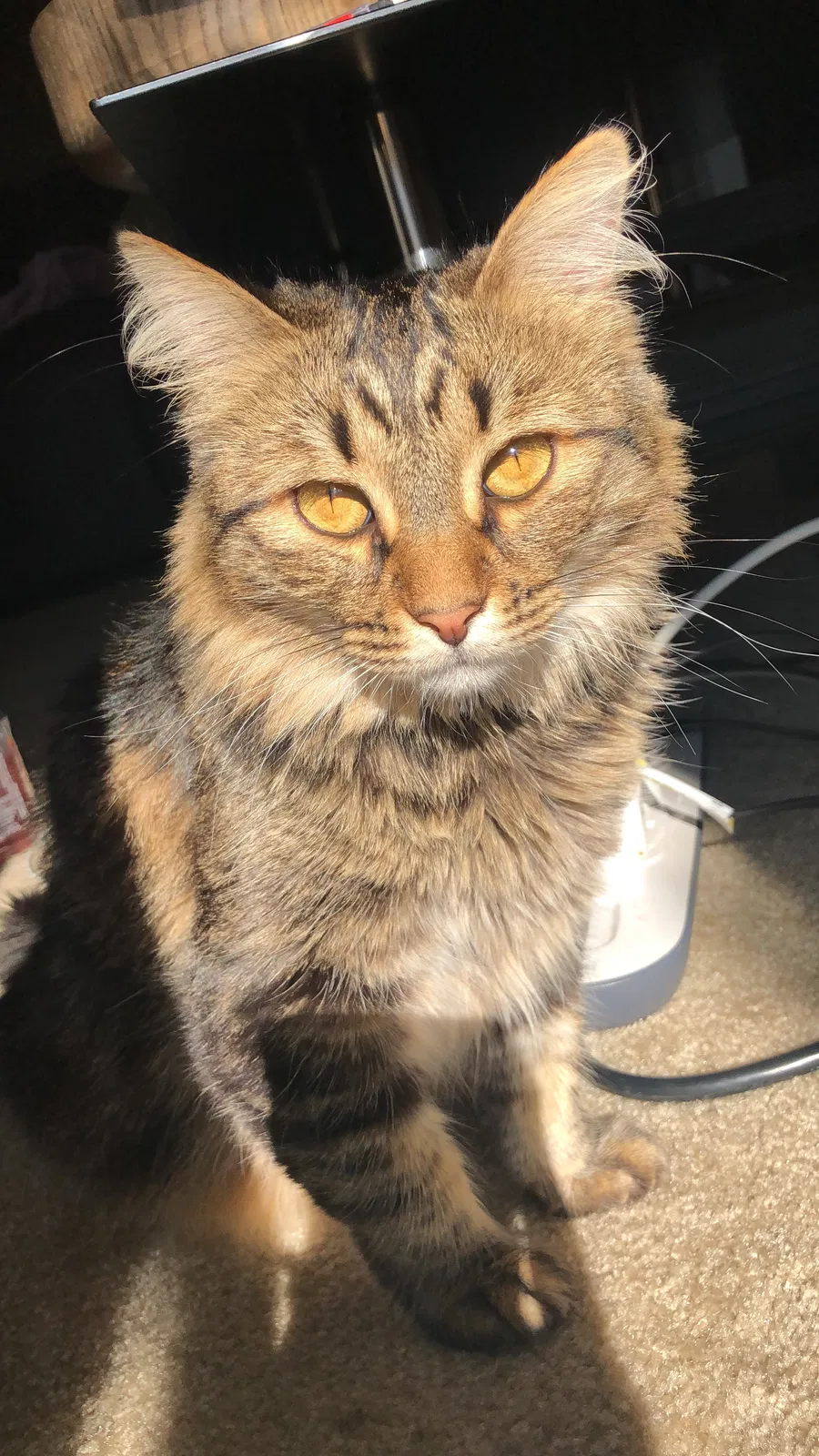 Lost cat in Campbell, CA, 95008