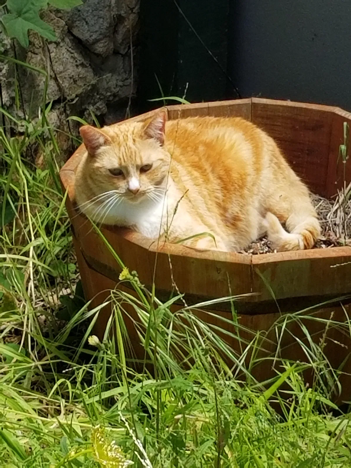 Lost cat in Encinitas, CA, 92024