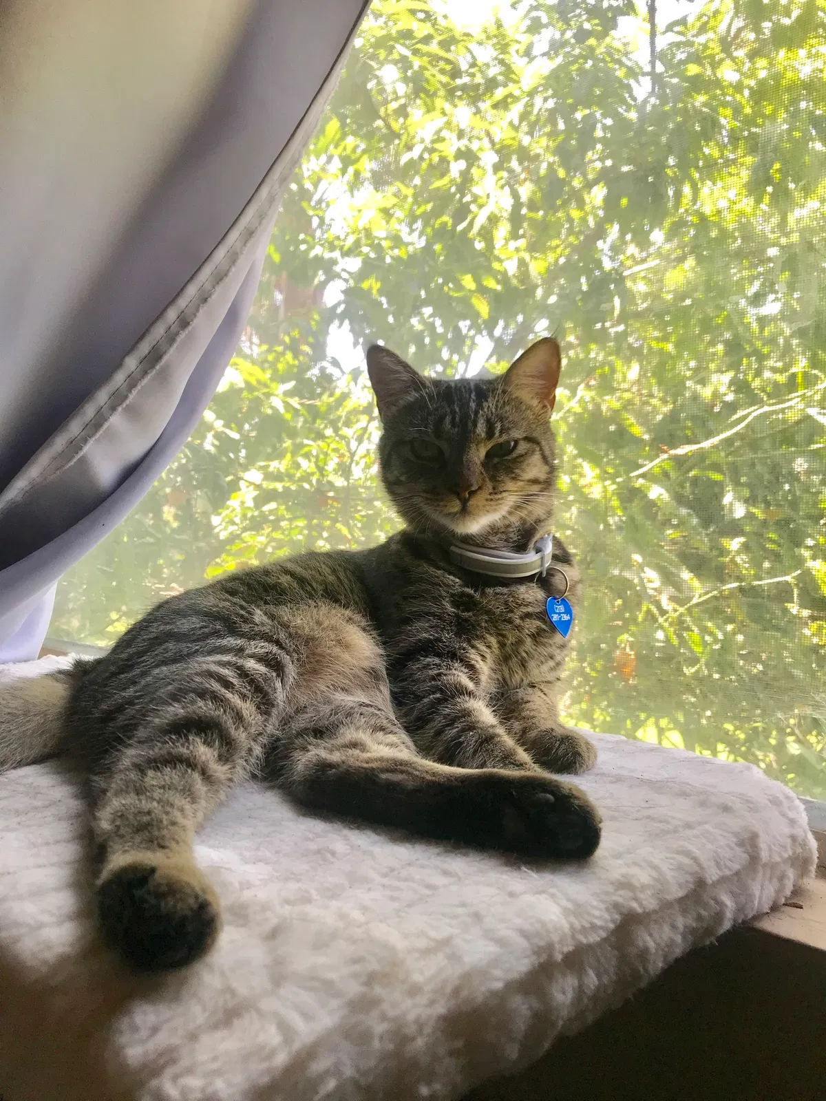 Lost cat in Duarte, CA, 91010
