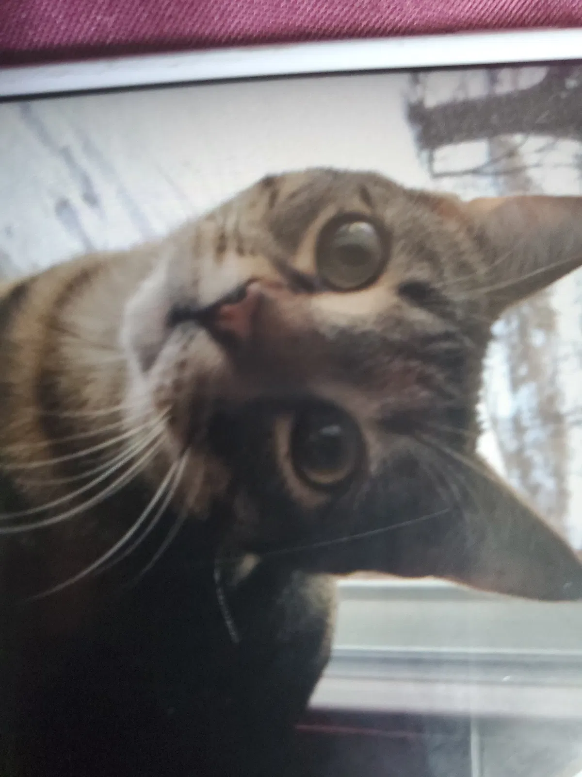 Lost cat in Westmont, IL, 60559