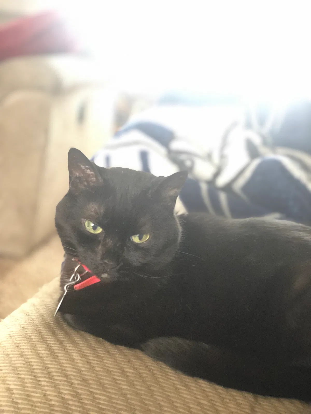 Lost cat in Rochester, NY, 14626