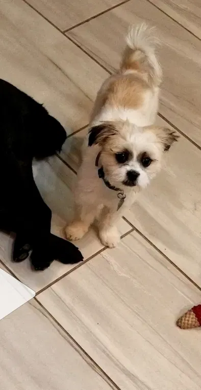 Lost dog in Oklahoma City, OK, 73111