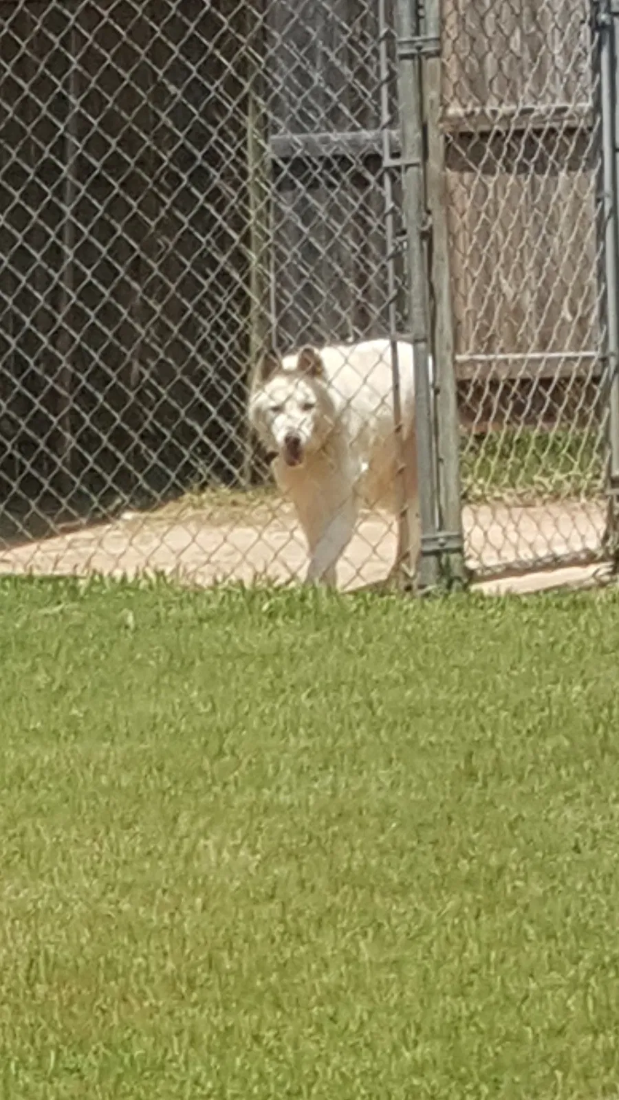 Lost dog in Spartanburg, SC, 29301