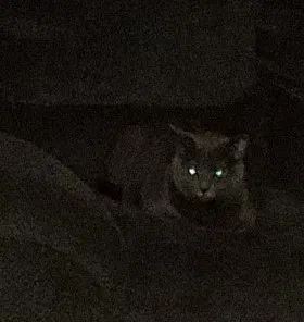 Lost cat in Houston, TX, 77064