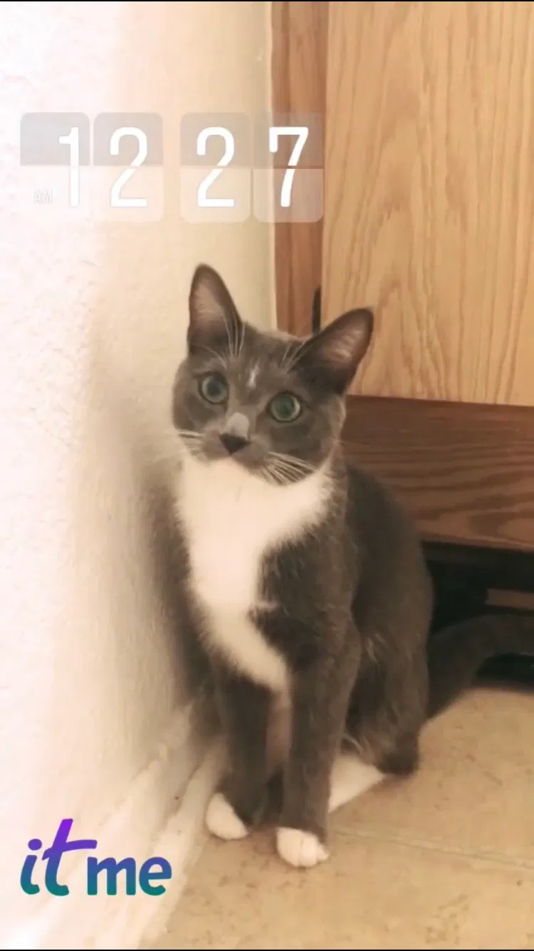 Lost cat in Victorville, CA, 92392