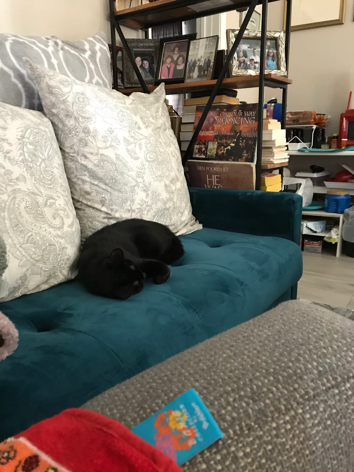 Found cat in New River, AZ, 85087