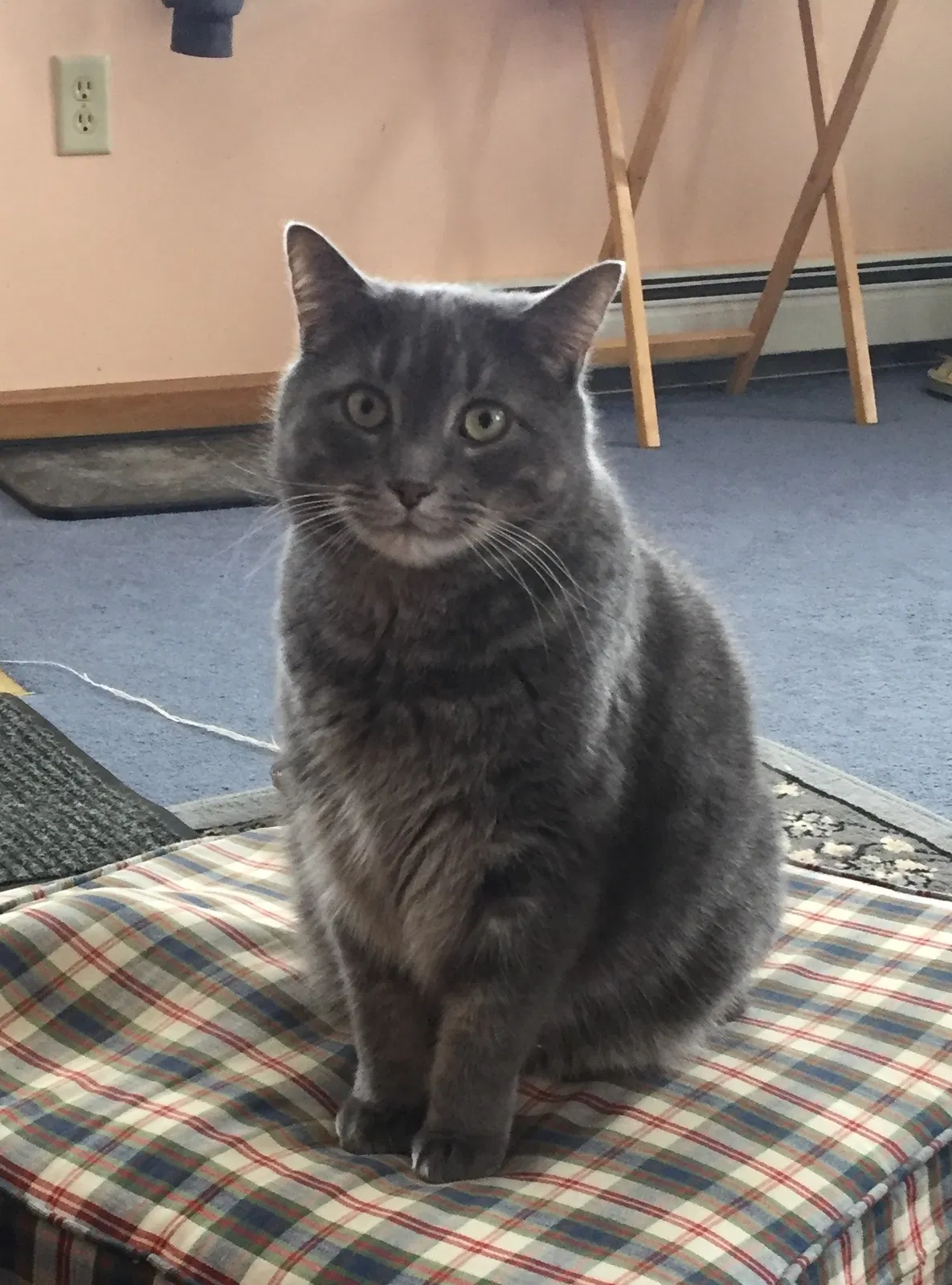 Lost cat in Worcester, VT, 5682