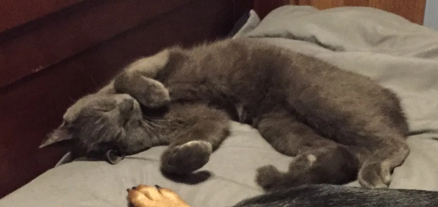 Lost cat in Worcester, VT, 5682