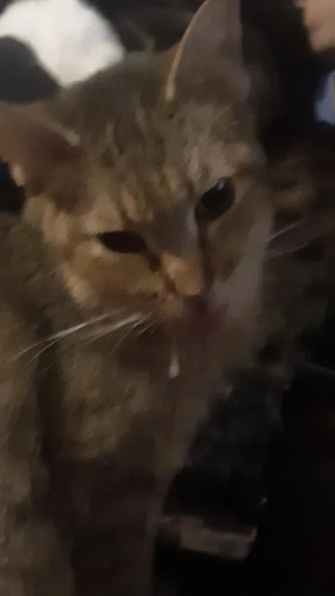 Lost cat in Fort Smith, AR, 72904