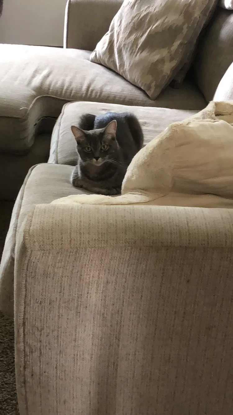 Lost cat in Dearborn Heights, MI, 48127