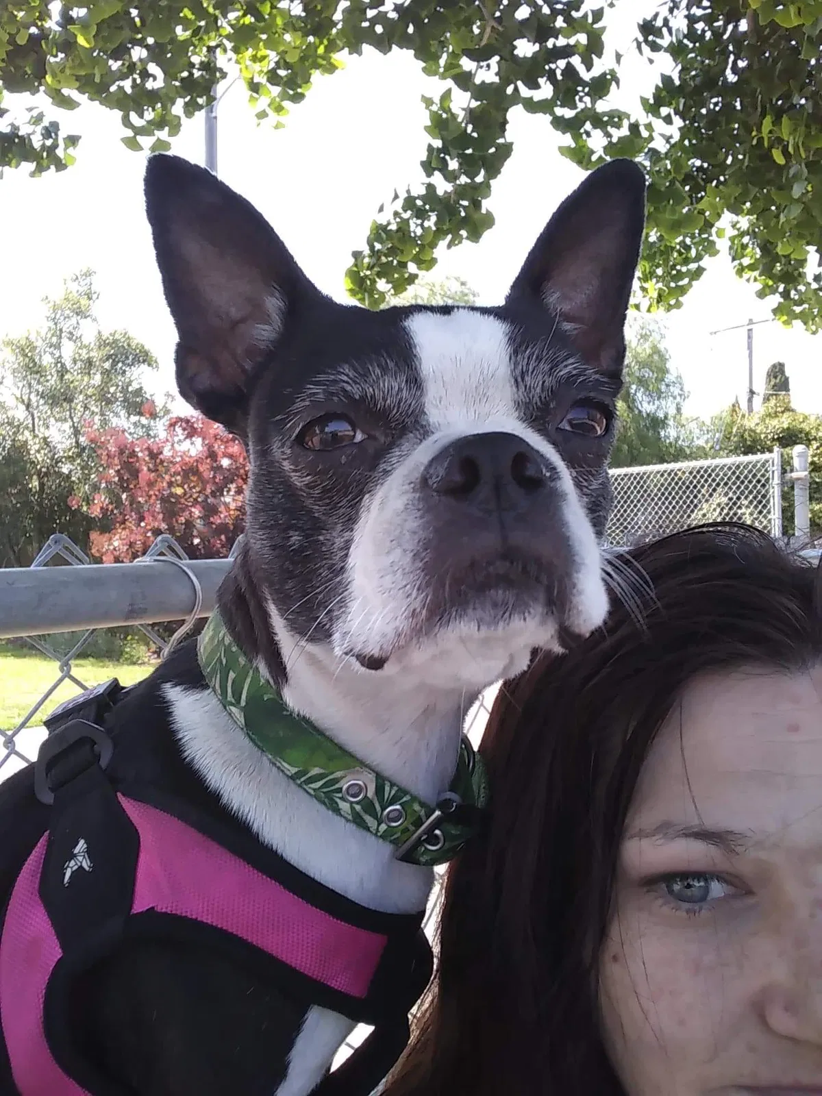 Lost dog in San Luis Obispo, CA, 93401