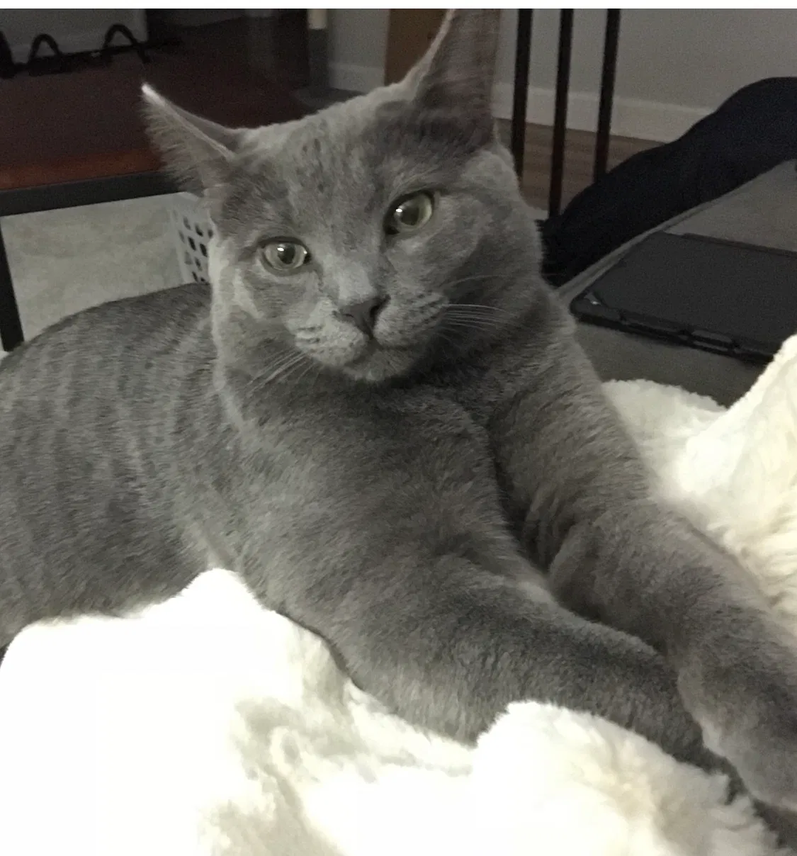 Missing Cat