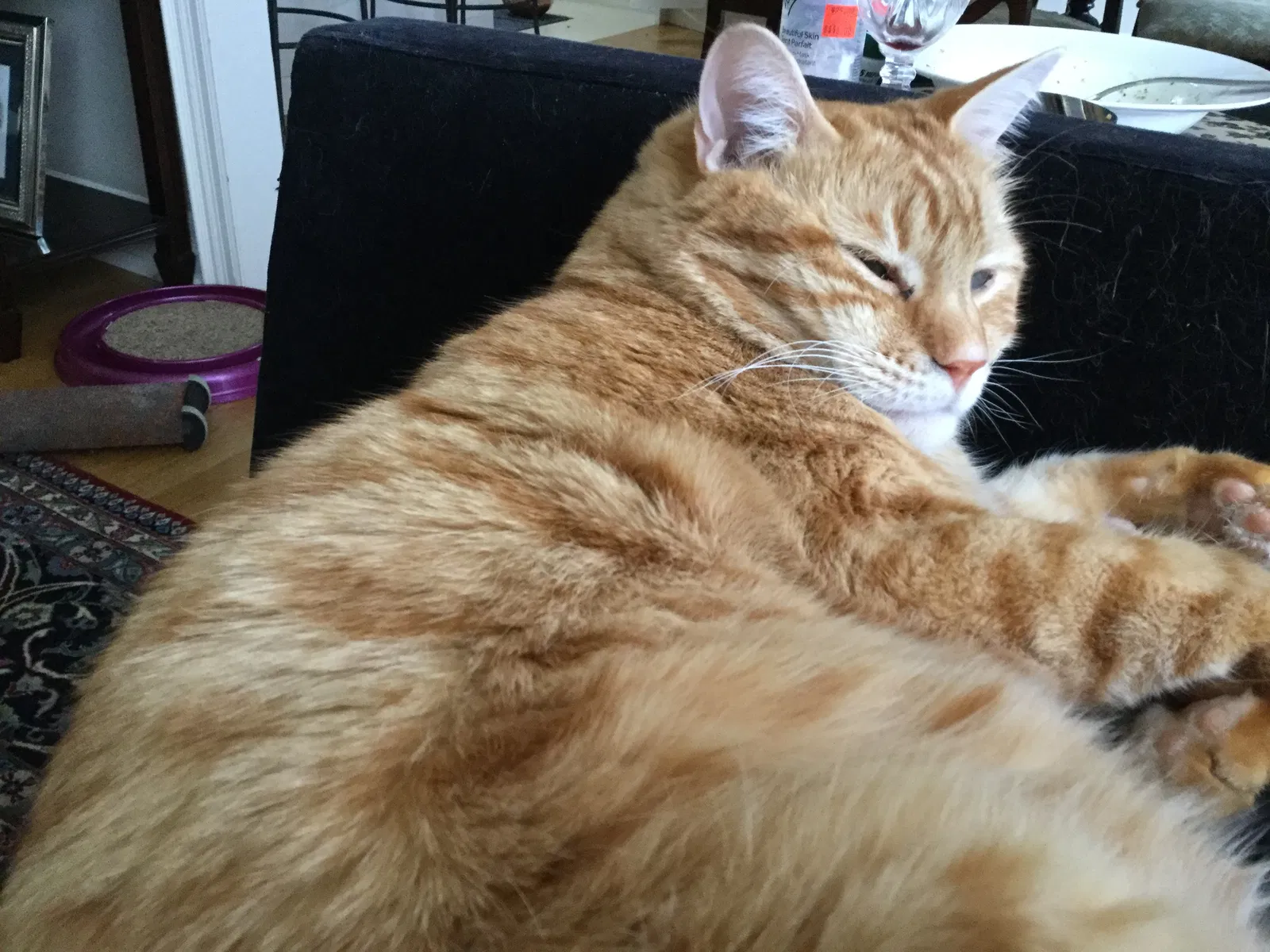 Lost cat in Unknown, AR, 0