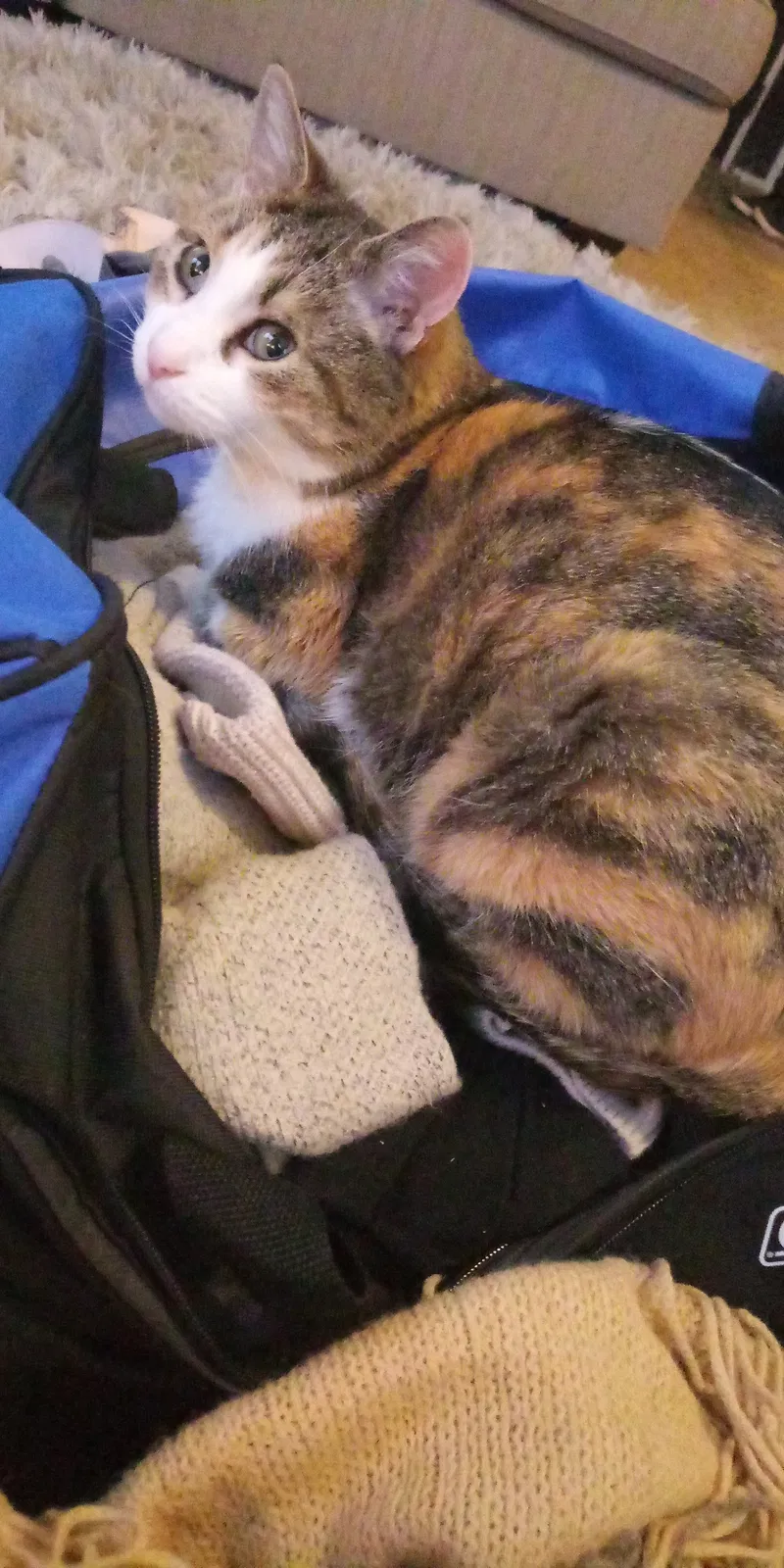 Lost cat in Holland, MI, 49423