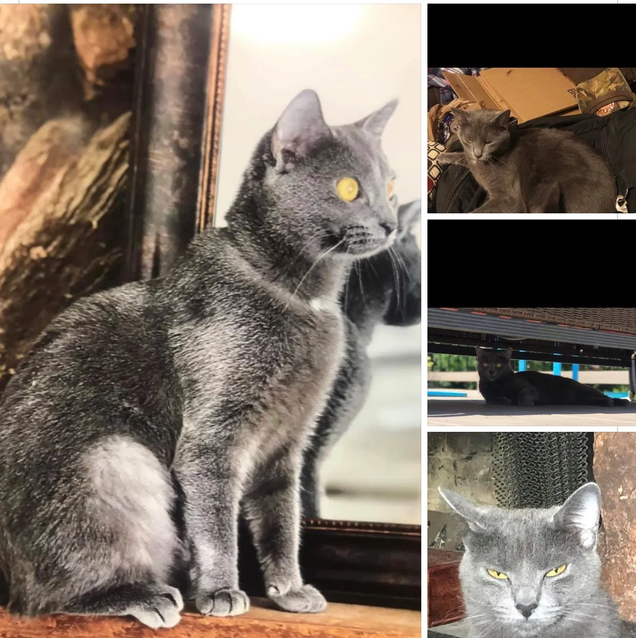 Lost cat in West Chester, OH, 45069