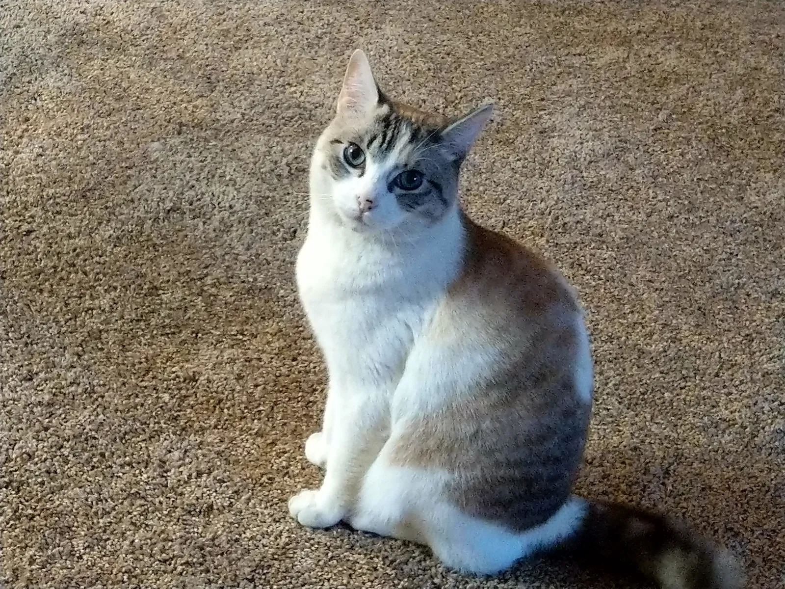 Lost cat in Wilsonville, OR, 97070