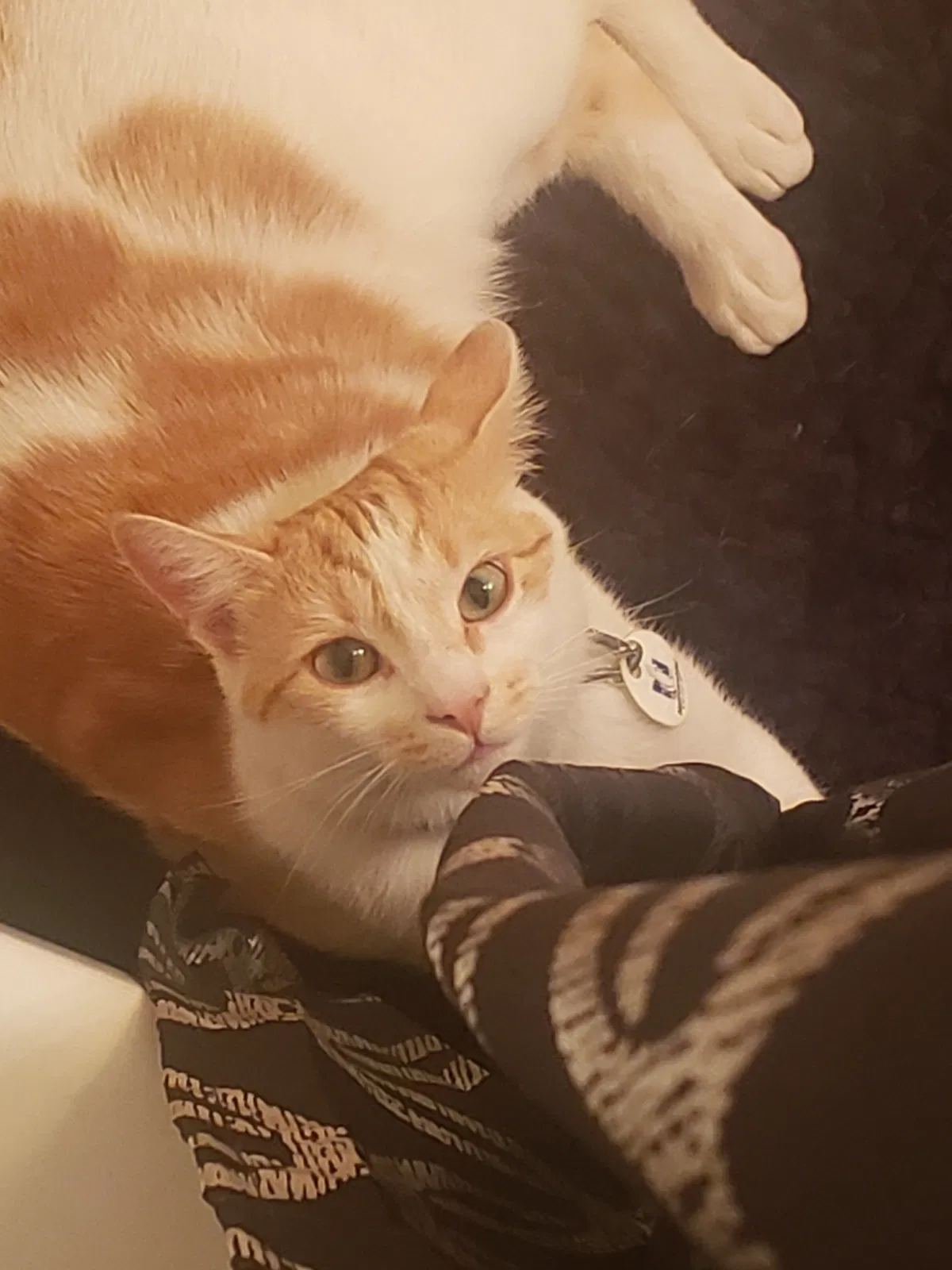 Lost cat in Wilkes Barre, PA, 18702