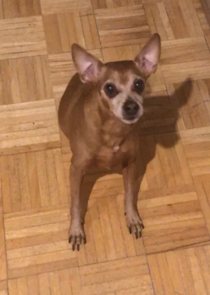 Lost dog in Yonkers, NY, 10704