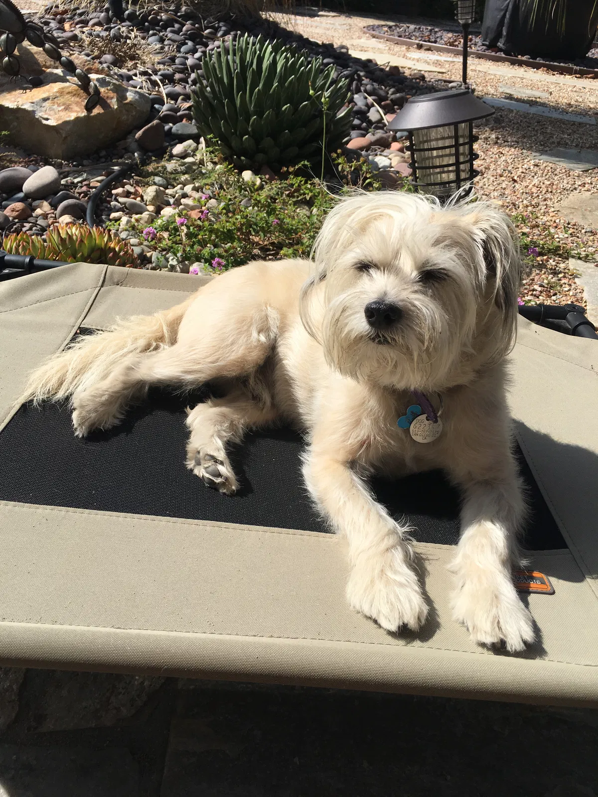Lost dog in San Diego, CA, 92111