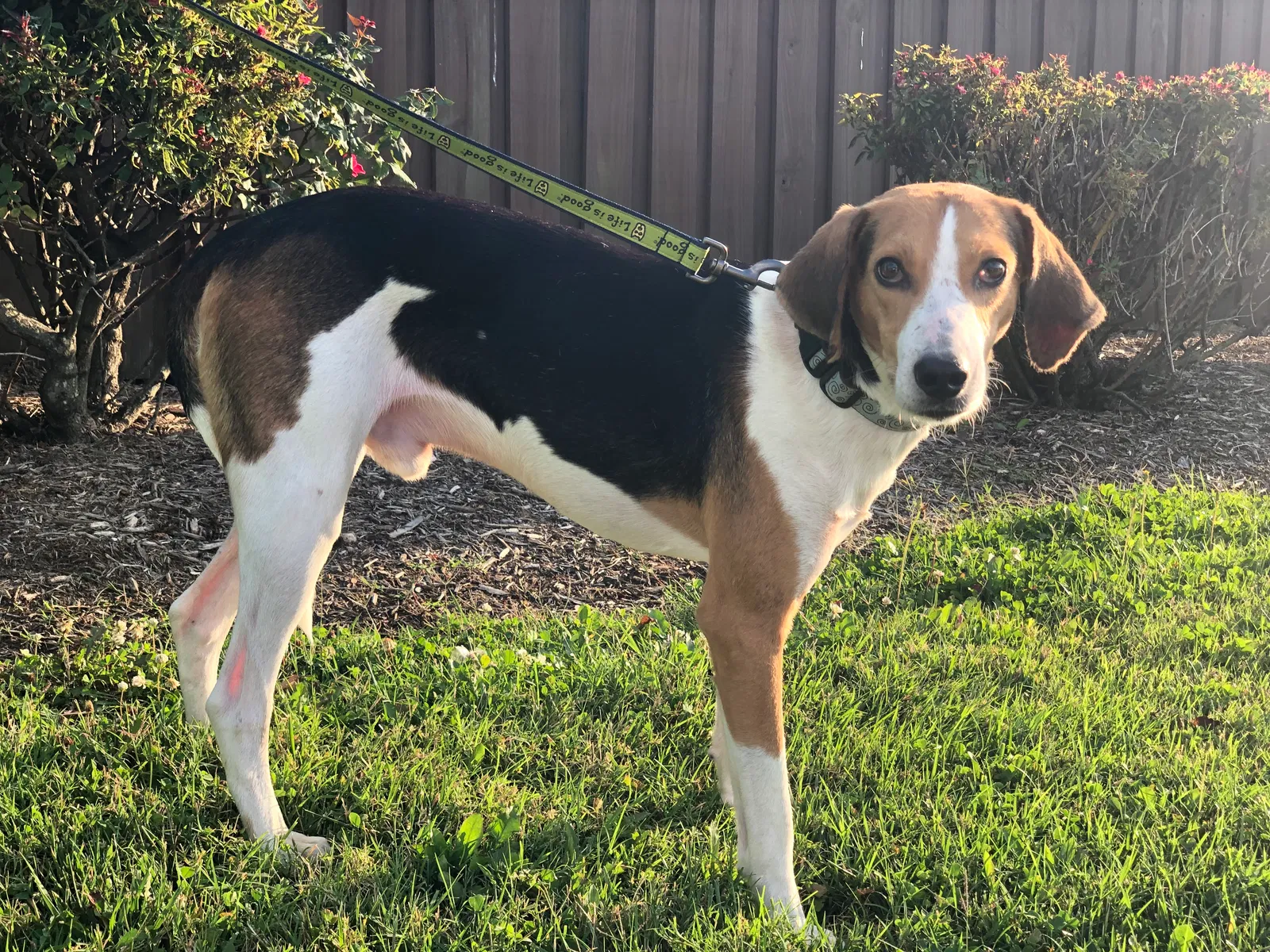 Lost dog in Matthews, NC, 28105