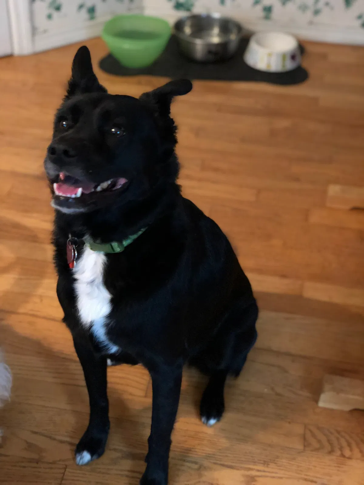 Lost dog in Ballwin, MO, 63011