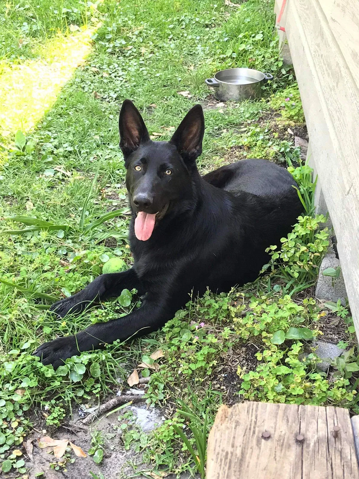 Lost dog in Mobile, AL, 36693