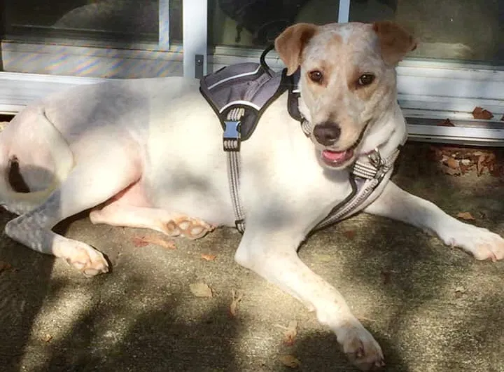 Lost dog in Hickory, NC, 28602