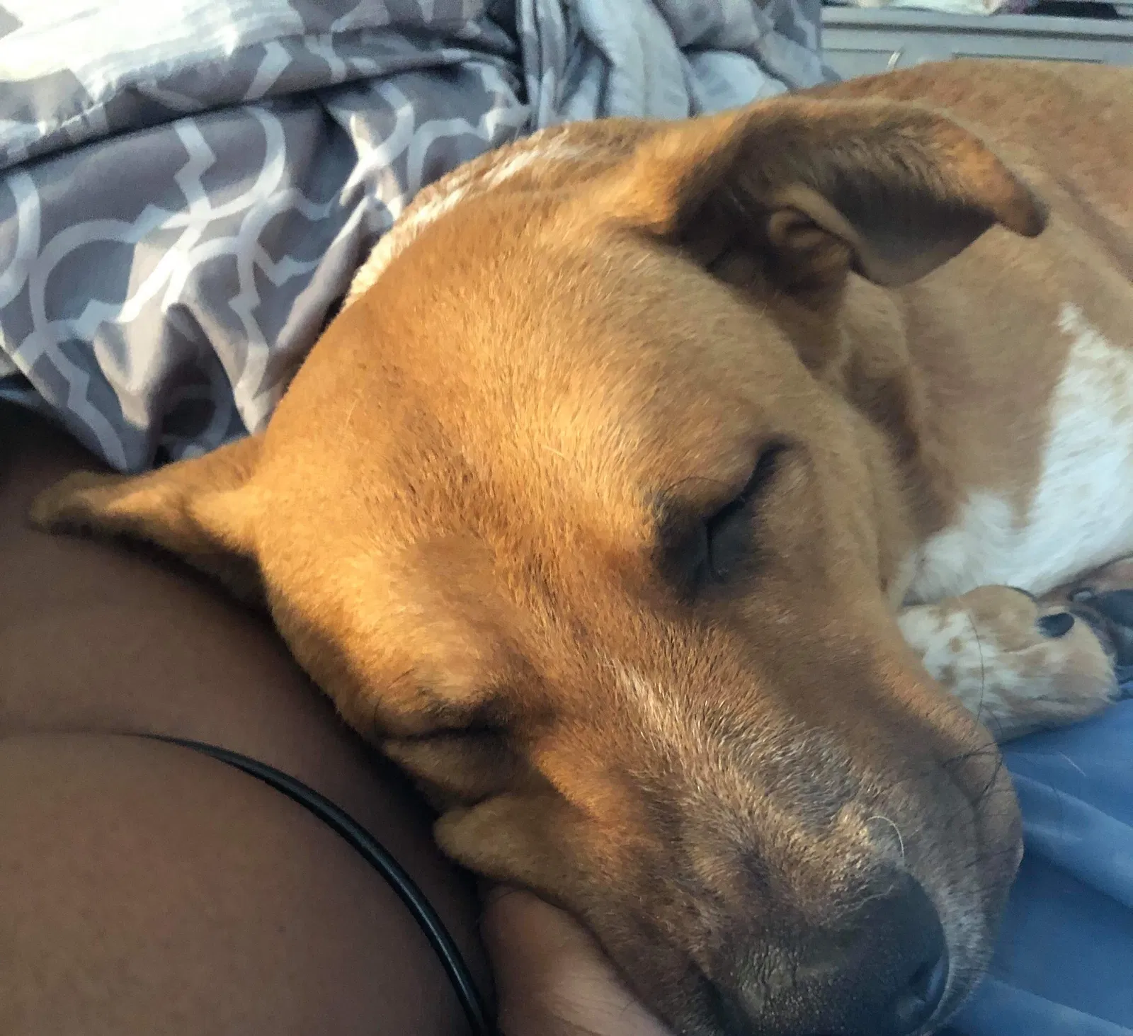 Lost dog in Birmingham, AL, 35204