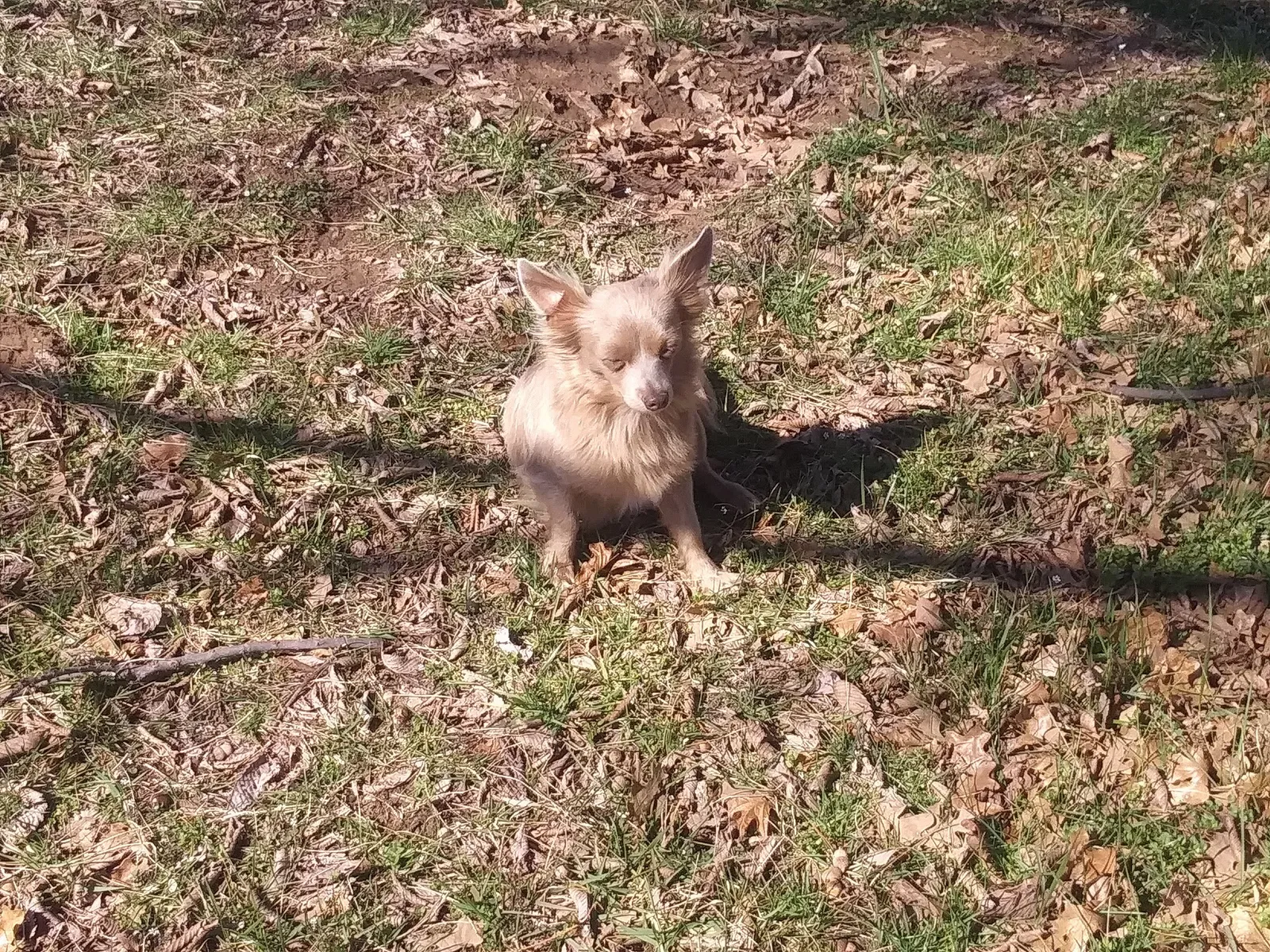Lost dog in Sand Springs, OK, 74063