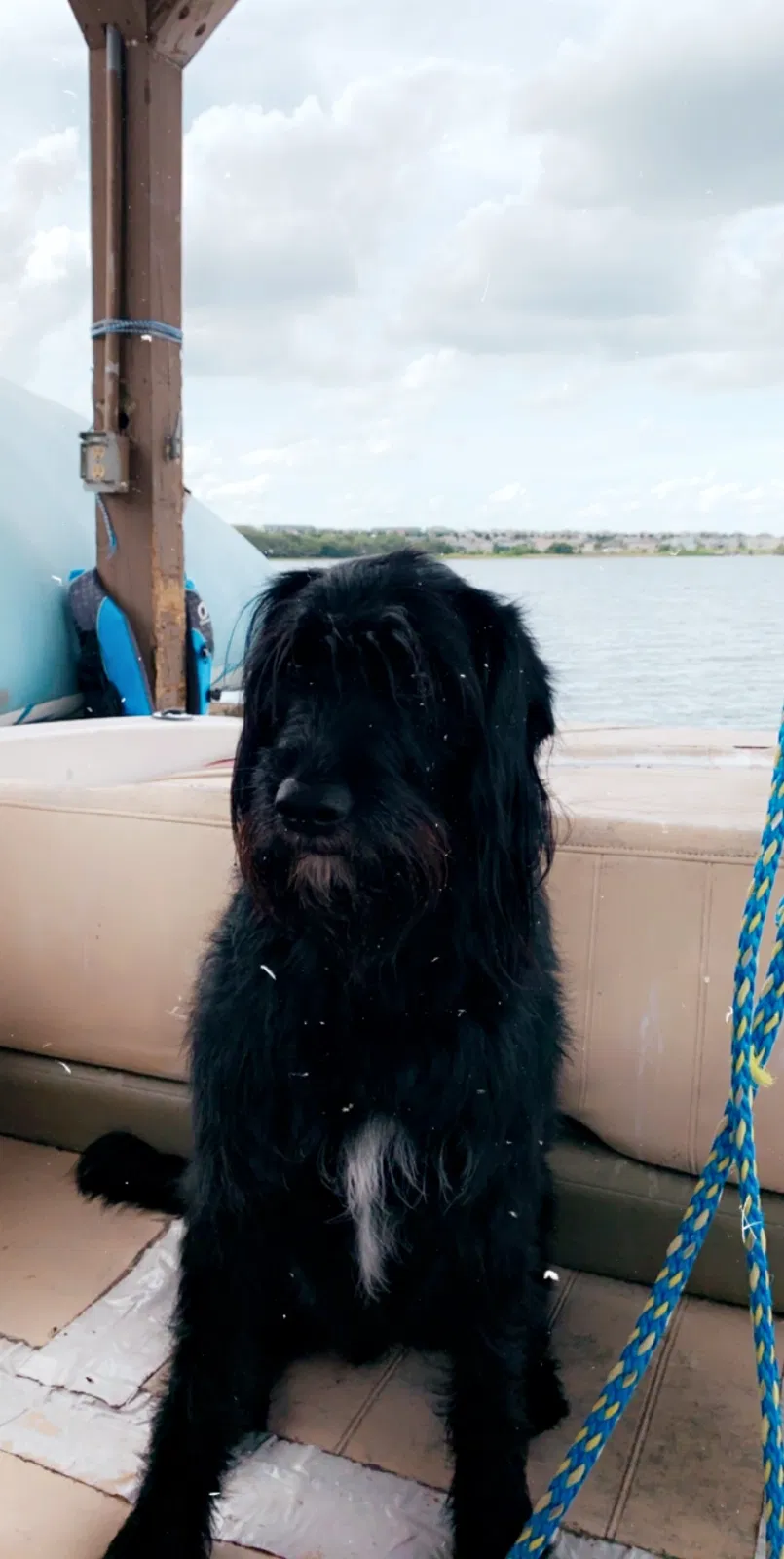 Lost dog in Clermont, FL, 34711