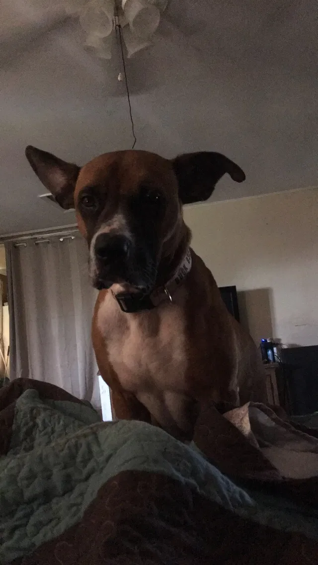 Lost dog in Victoria, TX, 77905