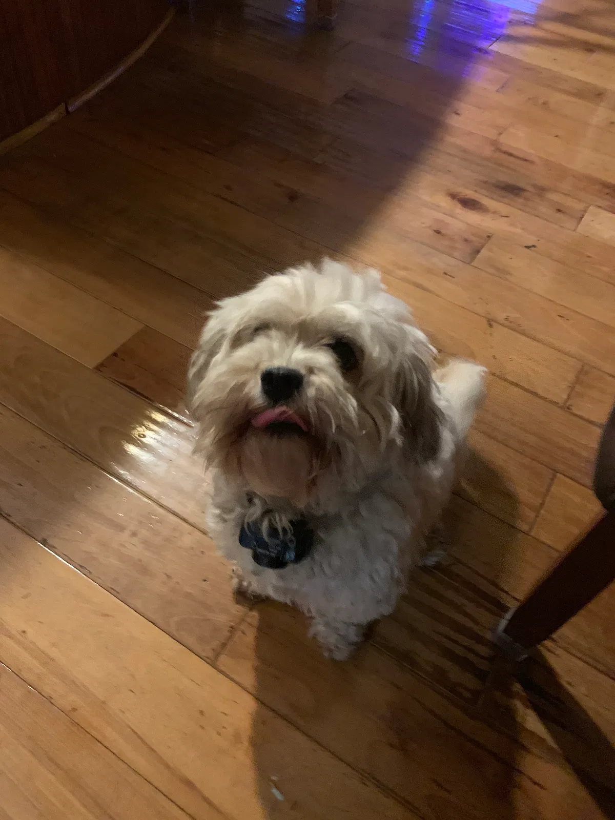 Lost dog in Clermont, FL, 34711