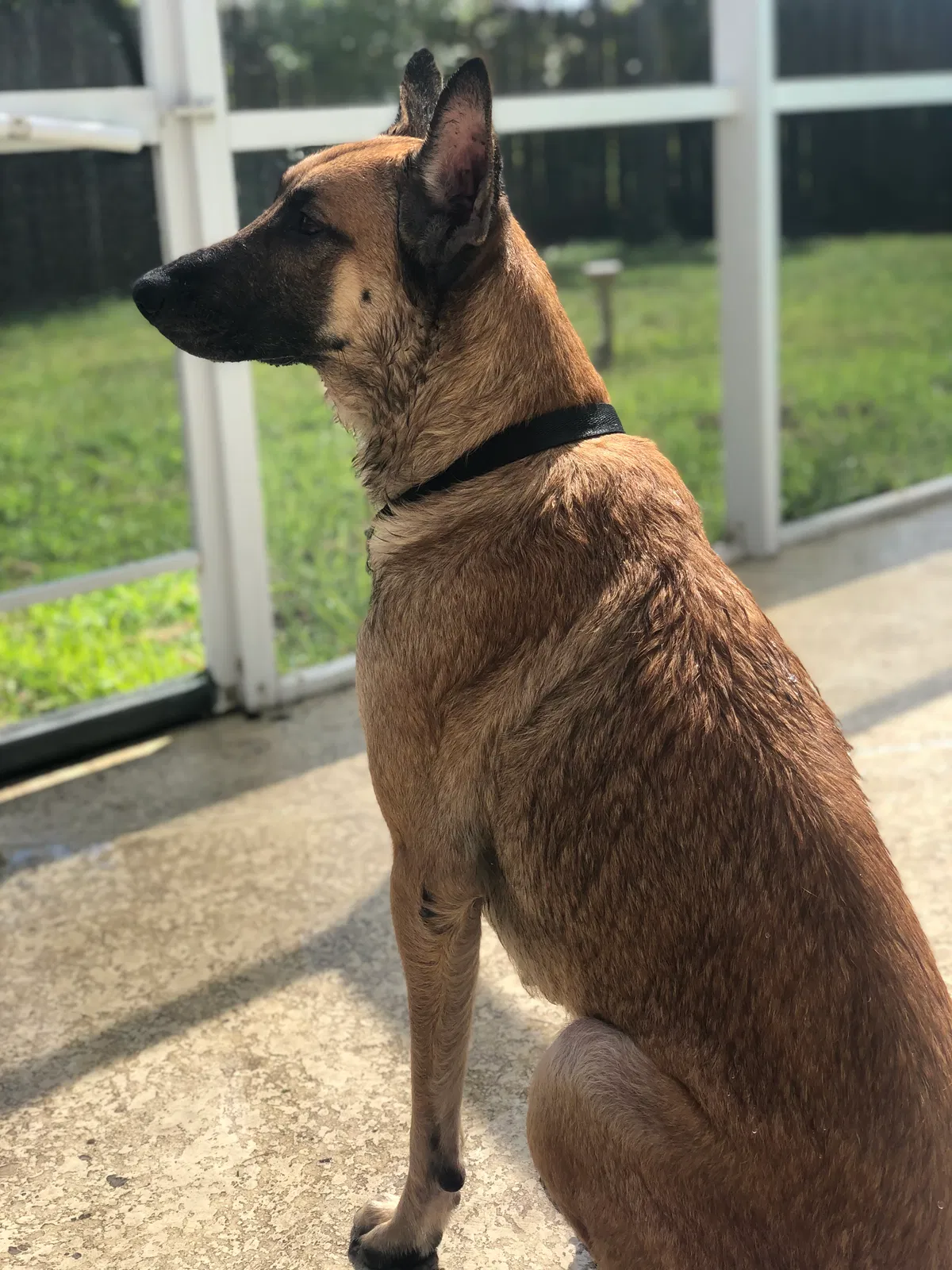 Lost dog in Port Saint Lucie, FL, 34952