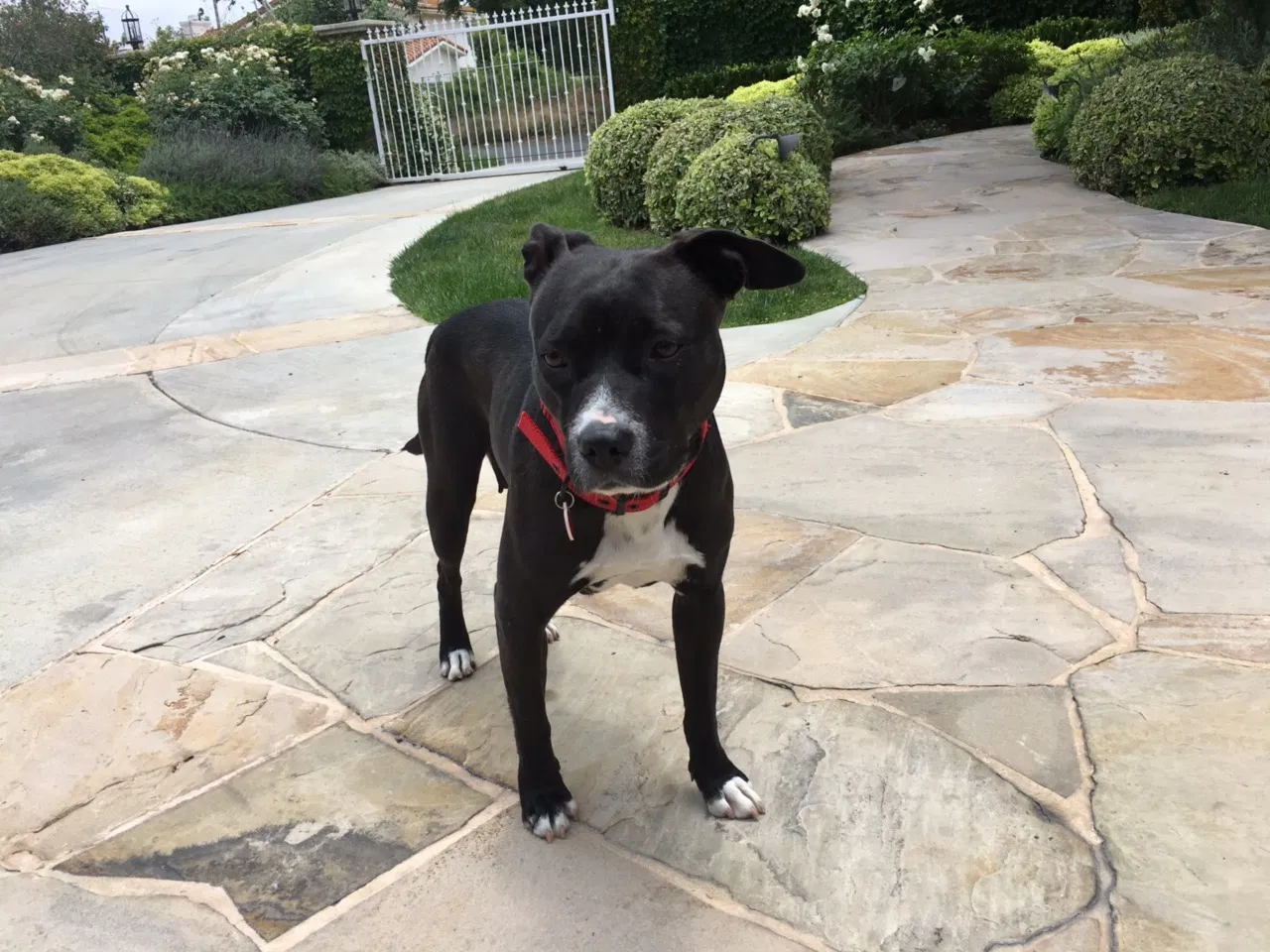 Lost dog in Woodland Hills, CA, 91364