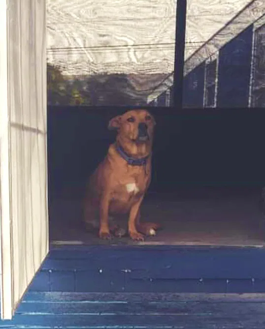 Lost dog in El Paso, TX, 79928