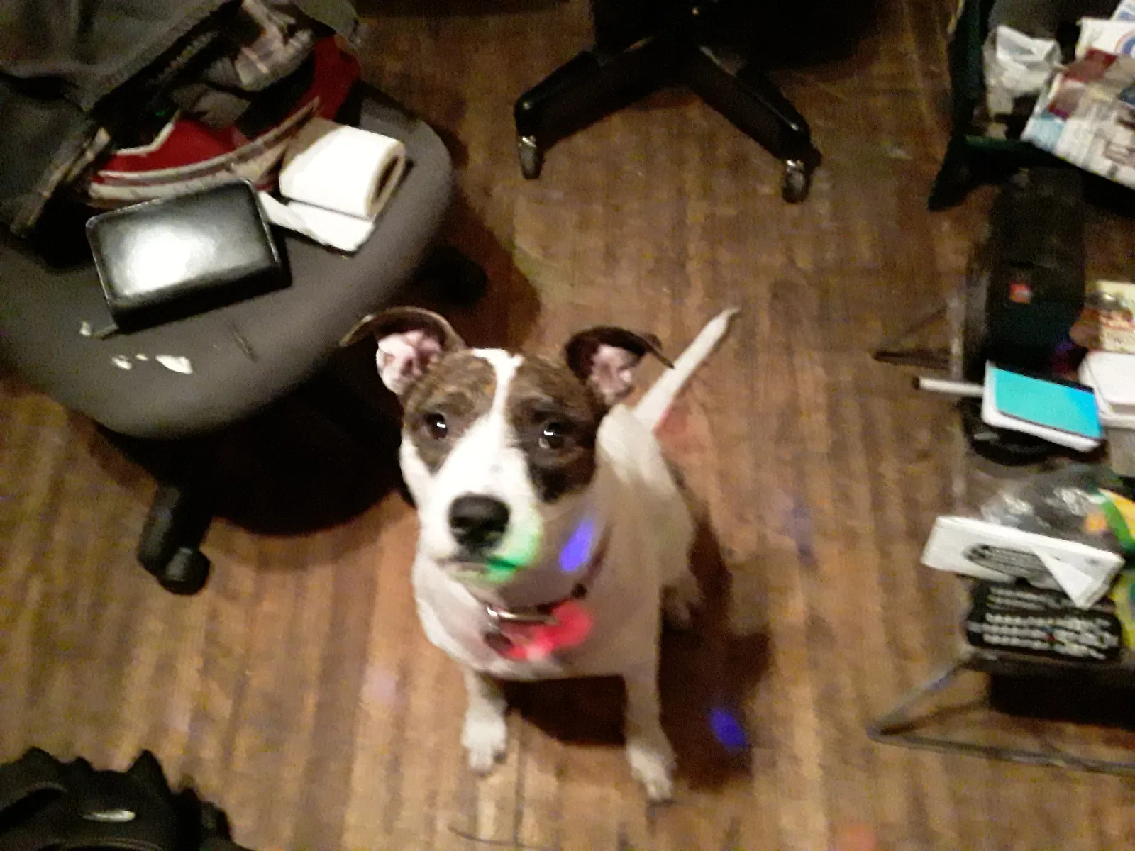 Lost dog in Salt Lake City, UT, 84102
