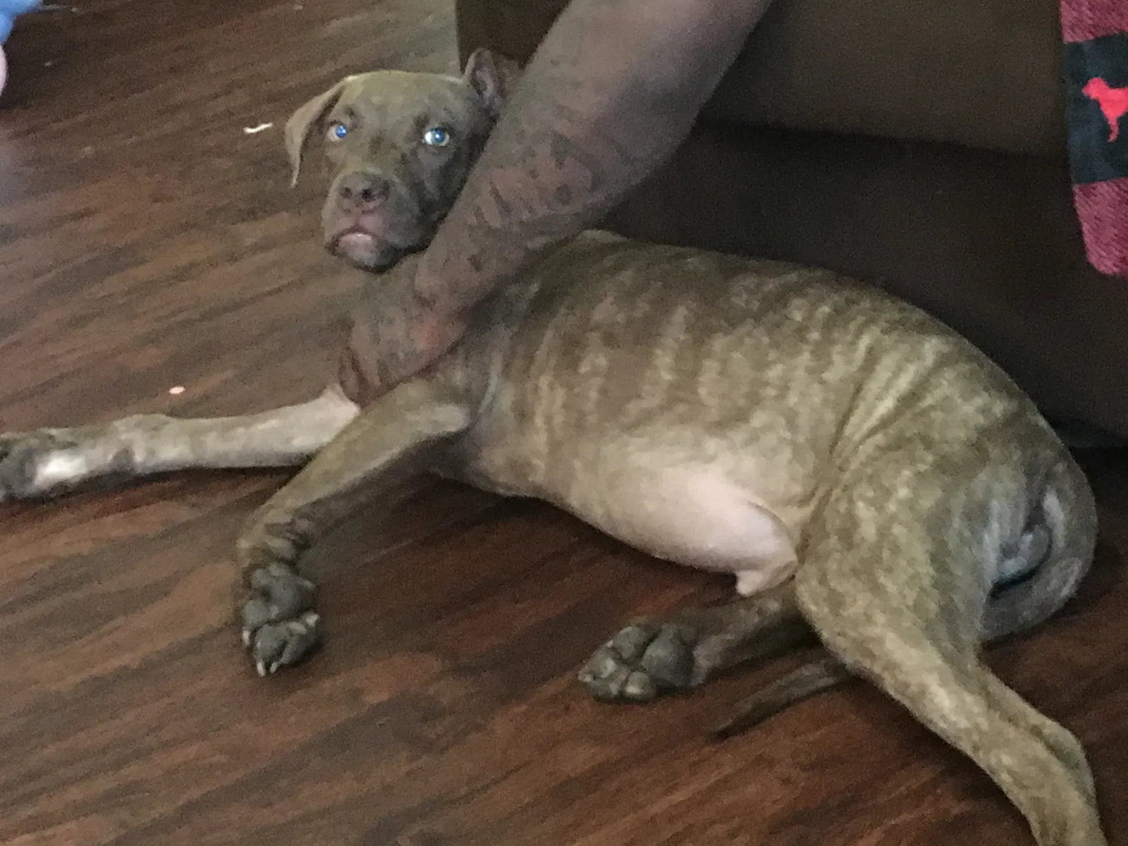 Lost dog in Columbus, OH, 43209