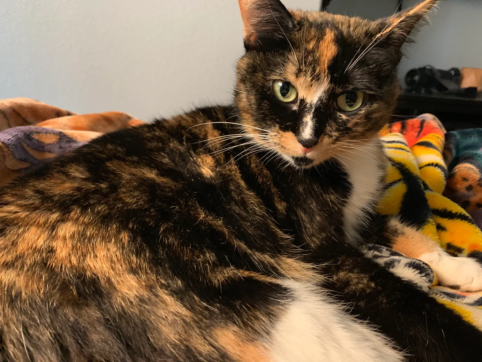 Lost cat in Denver, CO, 80219