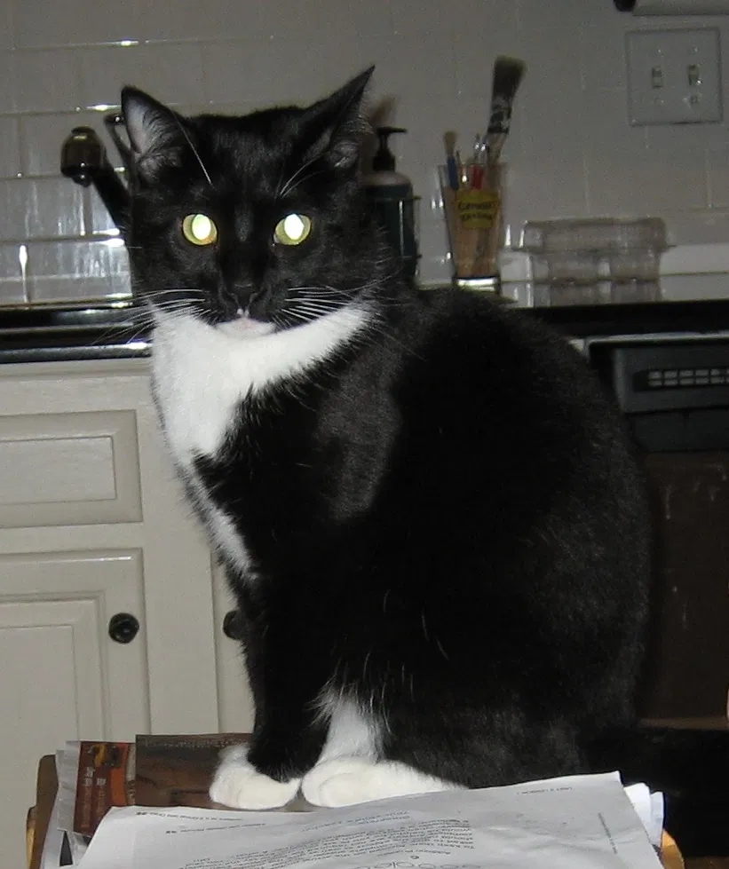 Lost cat in Atlanta, GA, 30324