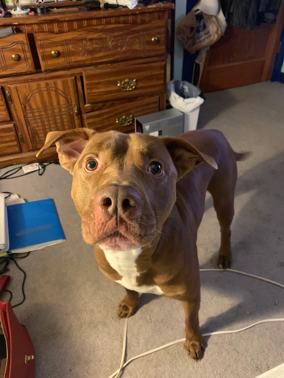 Lost dog in Columbus, OH, 43204