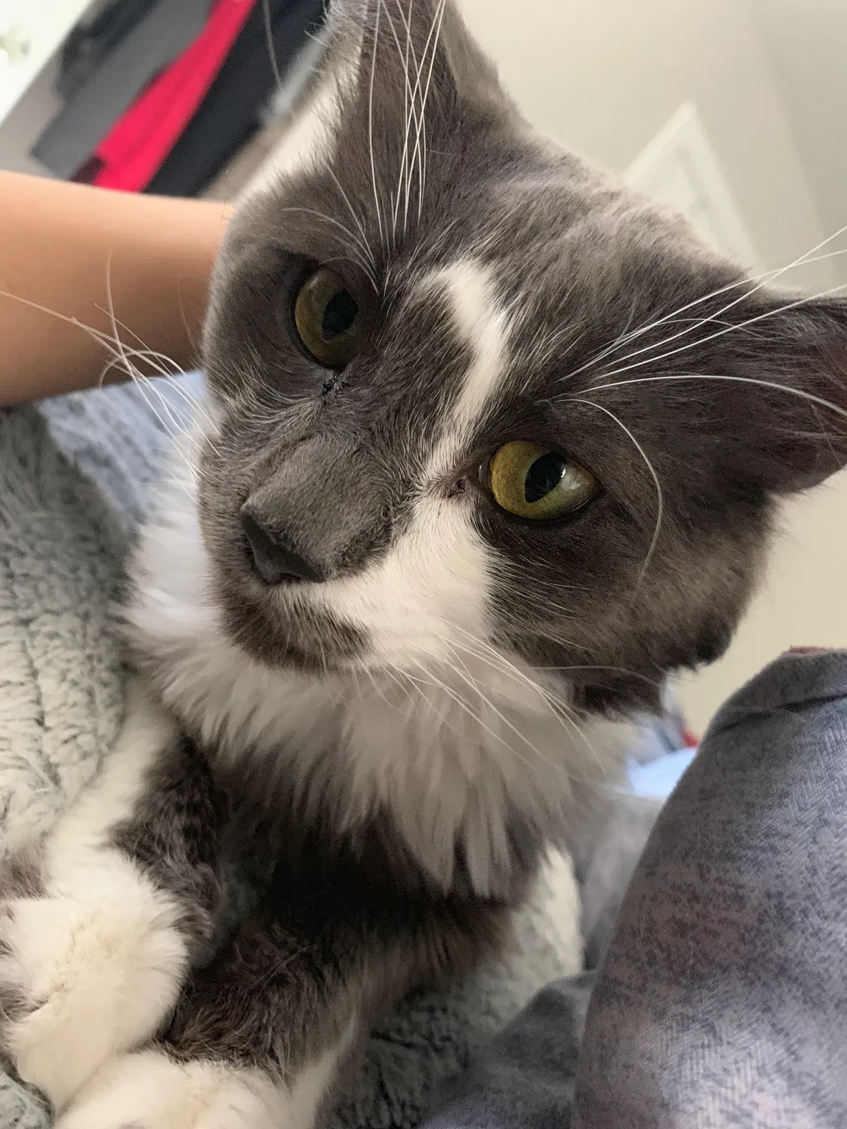 Lost cat in Bothell, WA, 98011