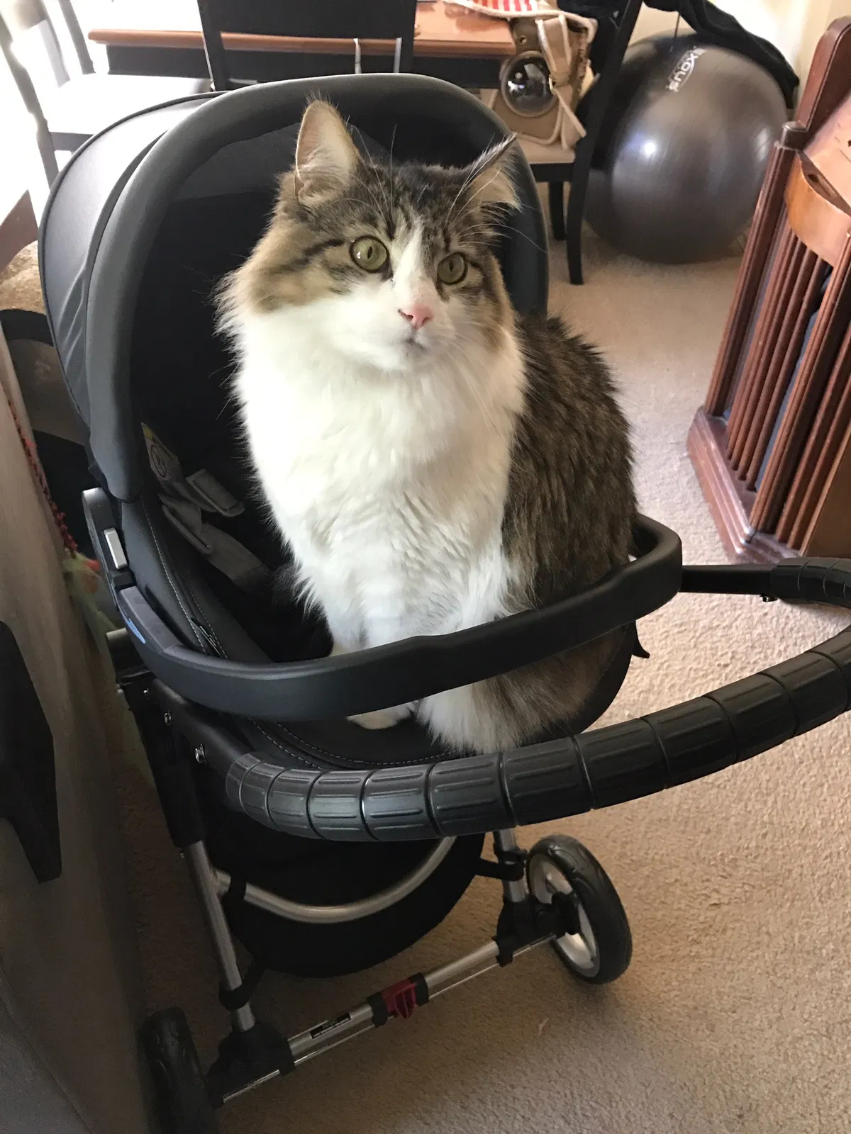 Lost cat in Mountain View, CA, 94043